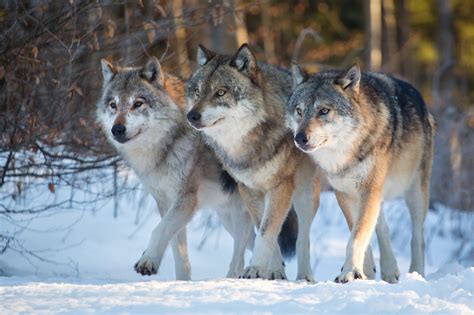  Why Wolves?: Uma Exploração do Mito dos Lobos em uma América Inimaginável